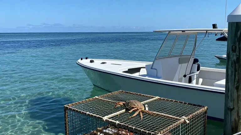 Illustration for: Clear water and high gas prices slow Cortez crab season